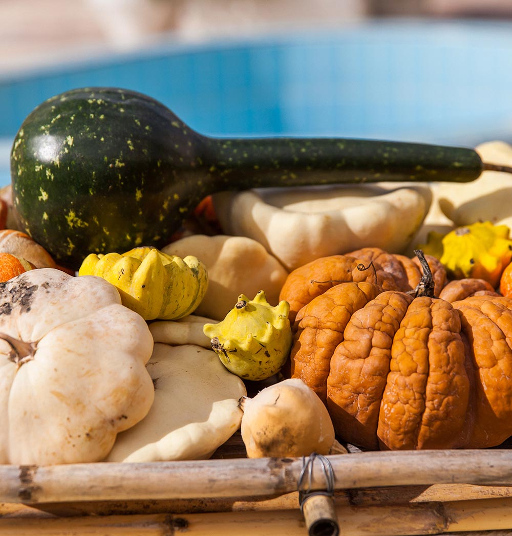 Vegetables from Our Agritourism Farm