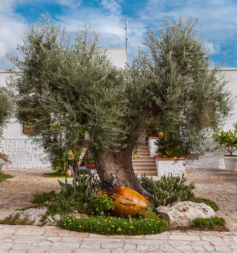 produzuine olio Ostuni Puglia