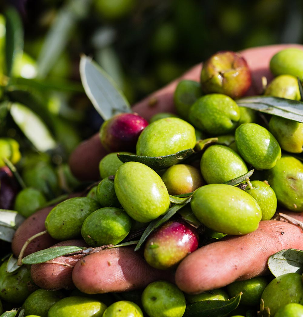 Our Own Production Olives