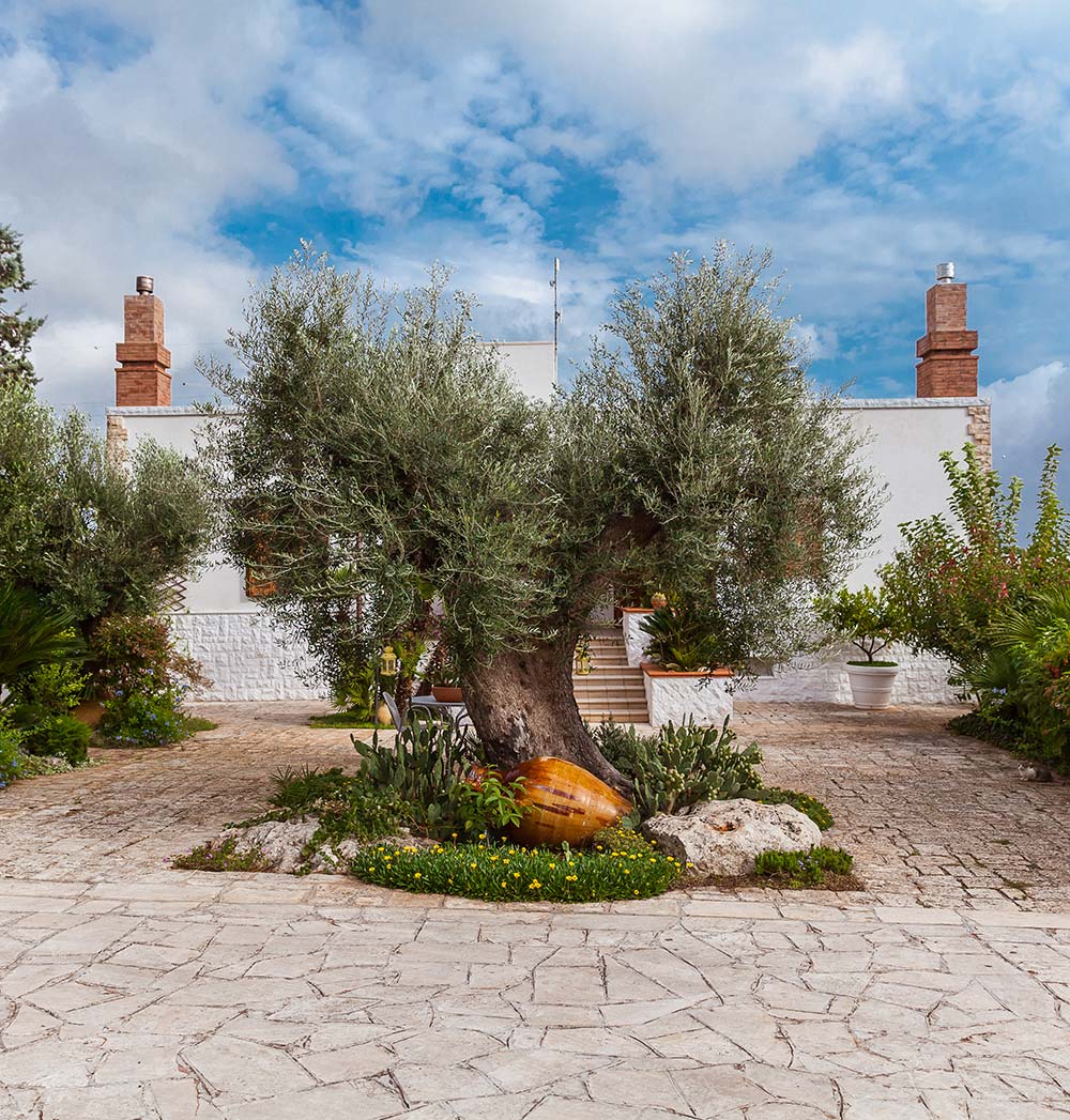 Olive Tree In The Garden Of The Farmhouse