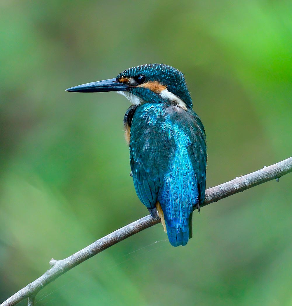 Esemplare di Martin Pescatore avvistato durante il Bird Watching