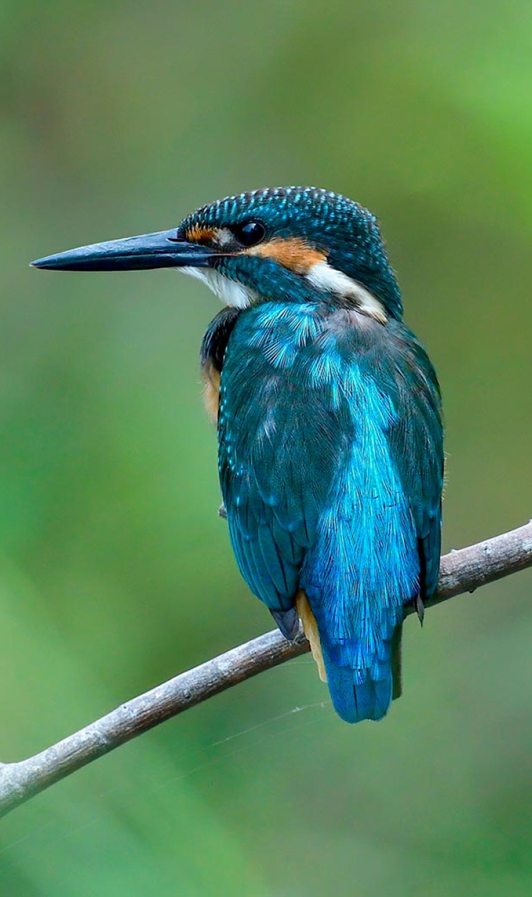 Esemplare di Martin Pescatore avvistato durante il Bird Watching