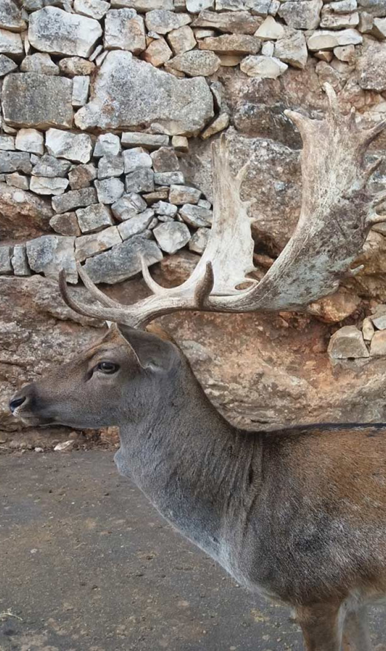 Zoo Safari di Fasano