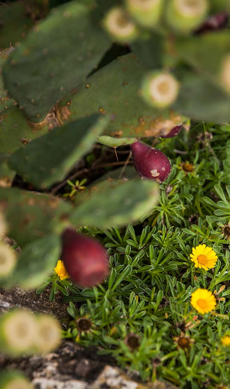 Piante e Fiori dell'Agriturismo