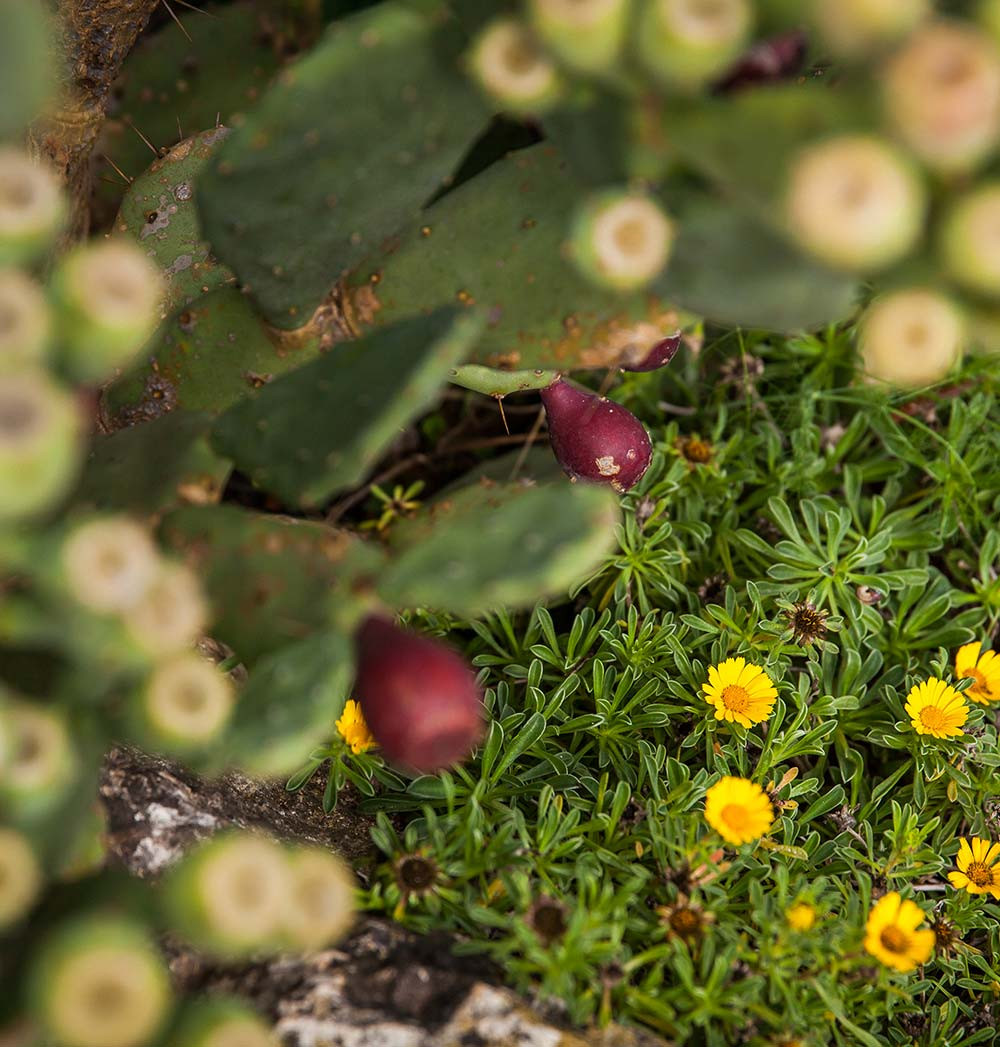 Piante e Fiori dell'Agriturismo