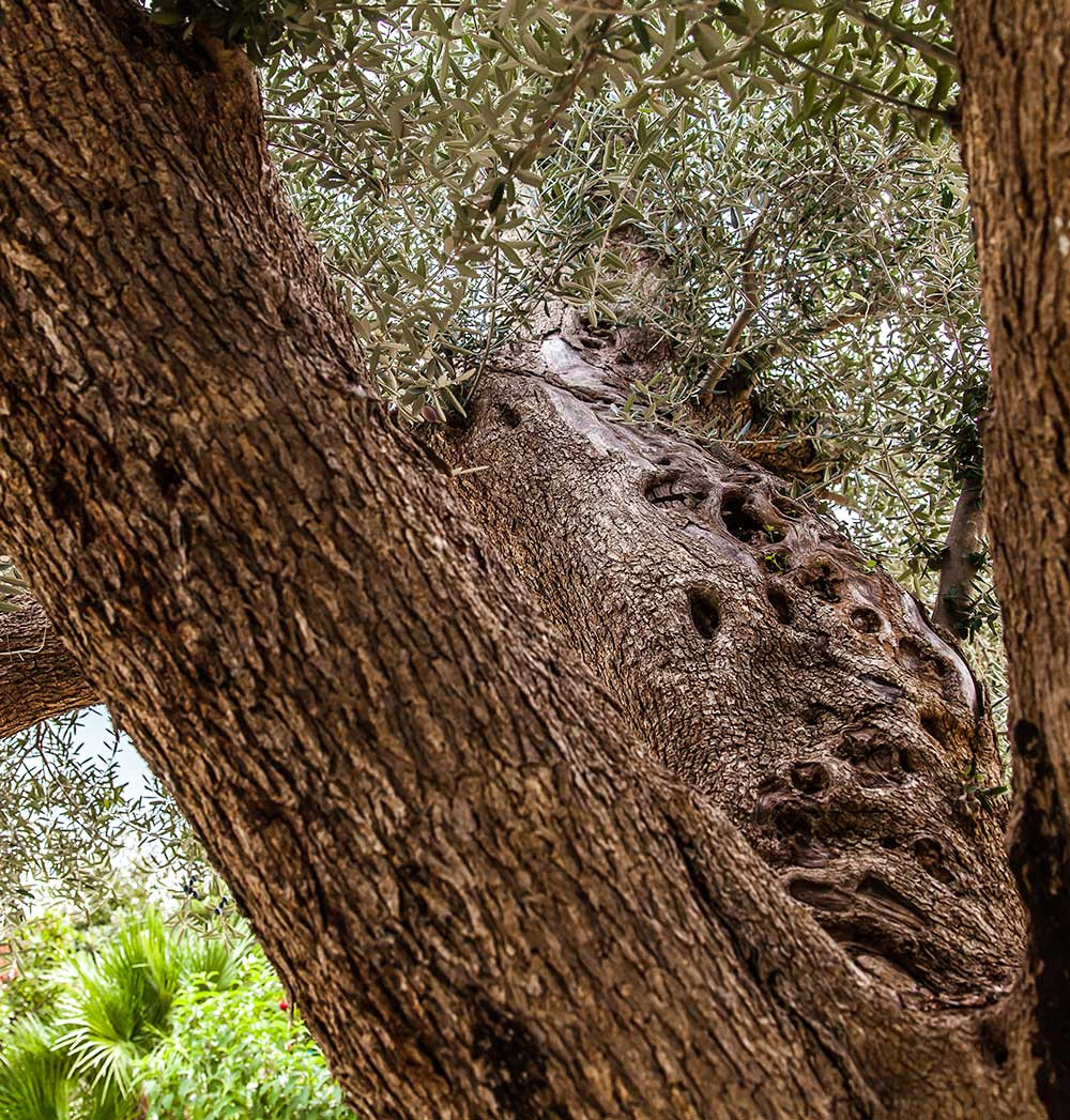 Pianta di Ulivo del nostro Agriturismo