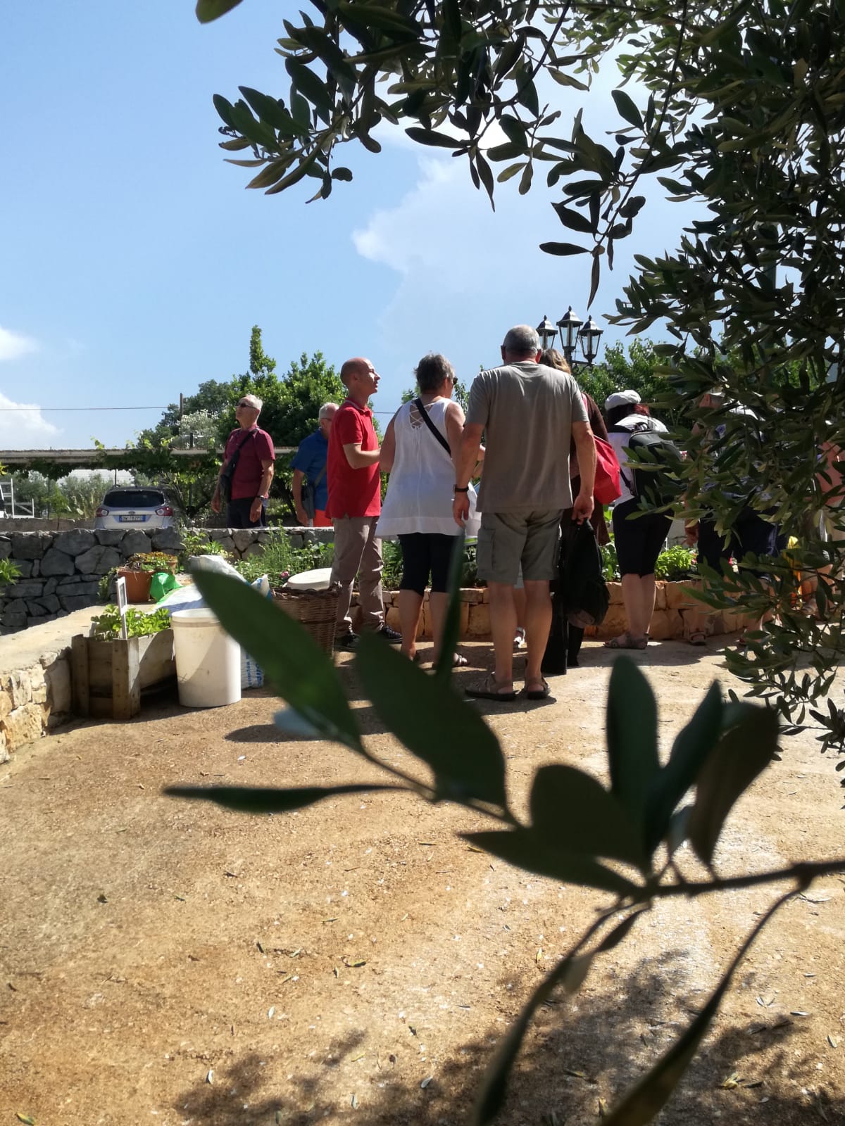 Extra virgin olive oil tasting for groups in Ostuni, Puglia  - Agriturismo Salinola Puglia  9
